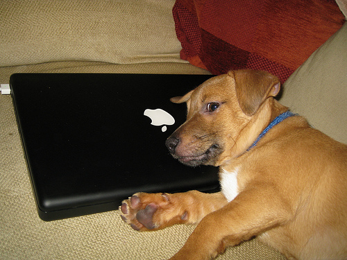 dog and macbook