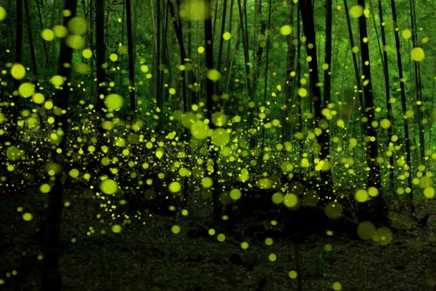 Fireflies wallpaper