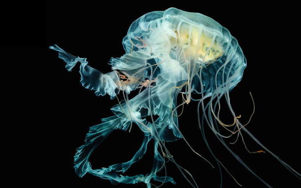 jellyfish-wallpaper-from-wired-apple-watch-article