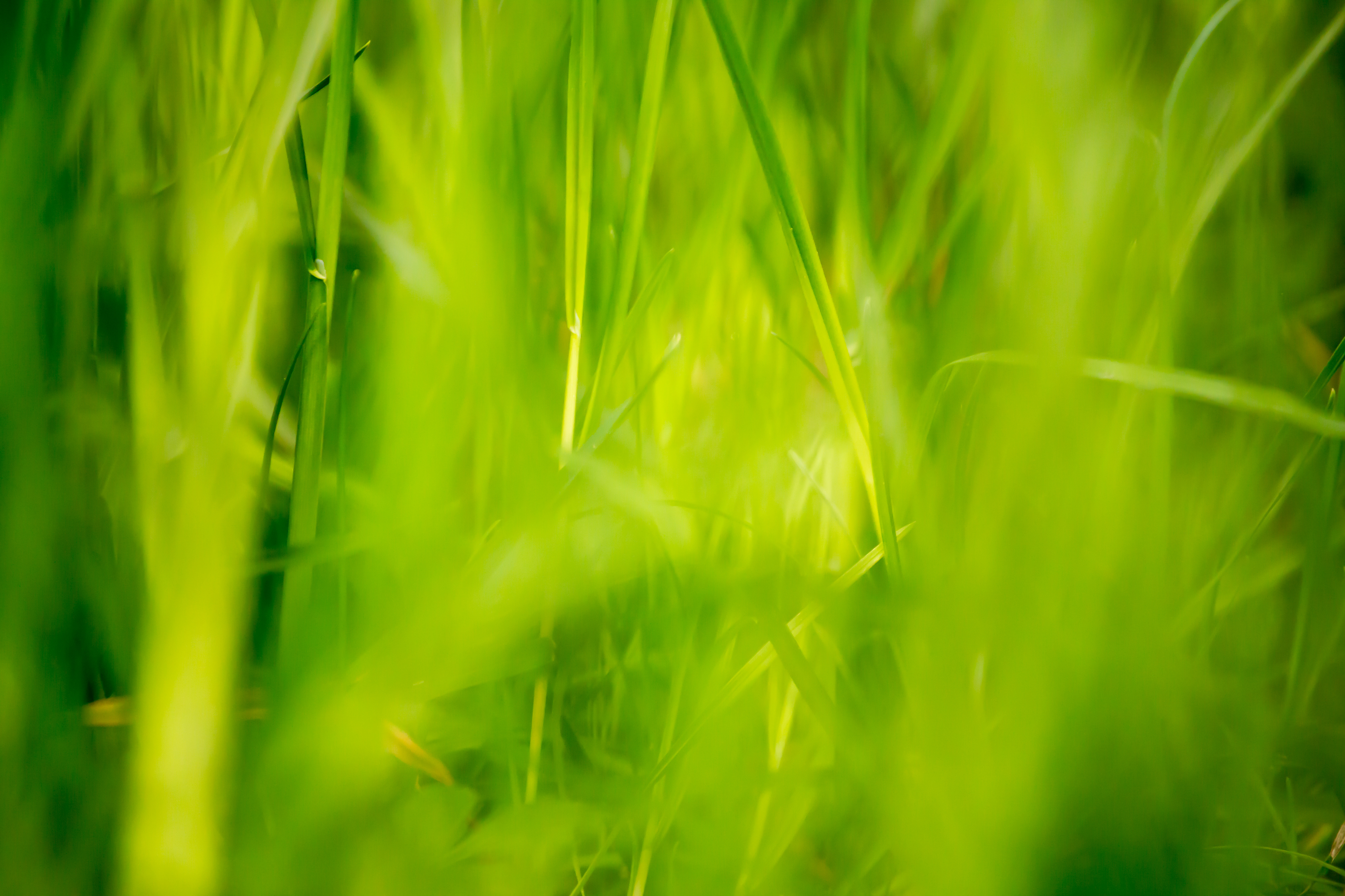 12 Beautiful Green Grass Field HD Wallpapers | OSXDaily