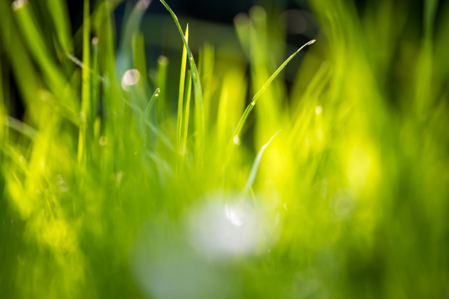 12 Beautiful Green Grass Field HD Wallpapers