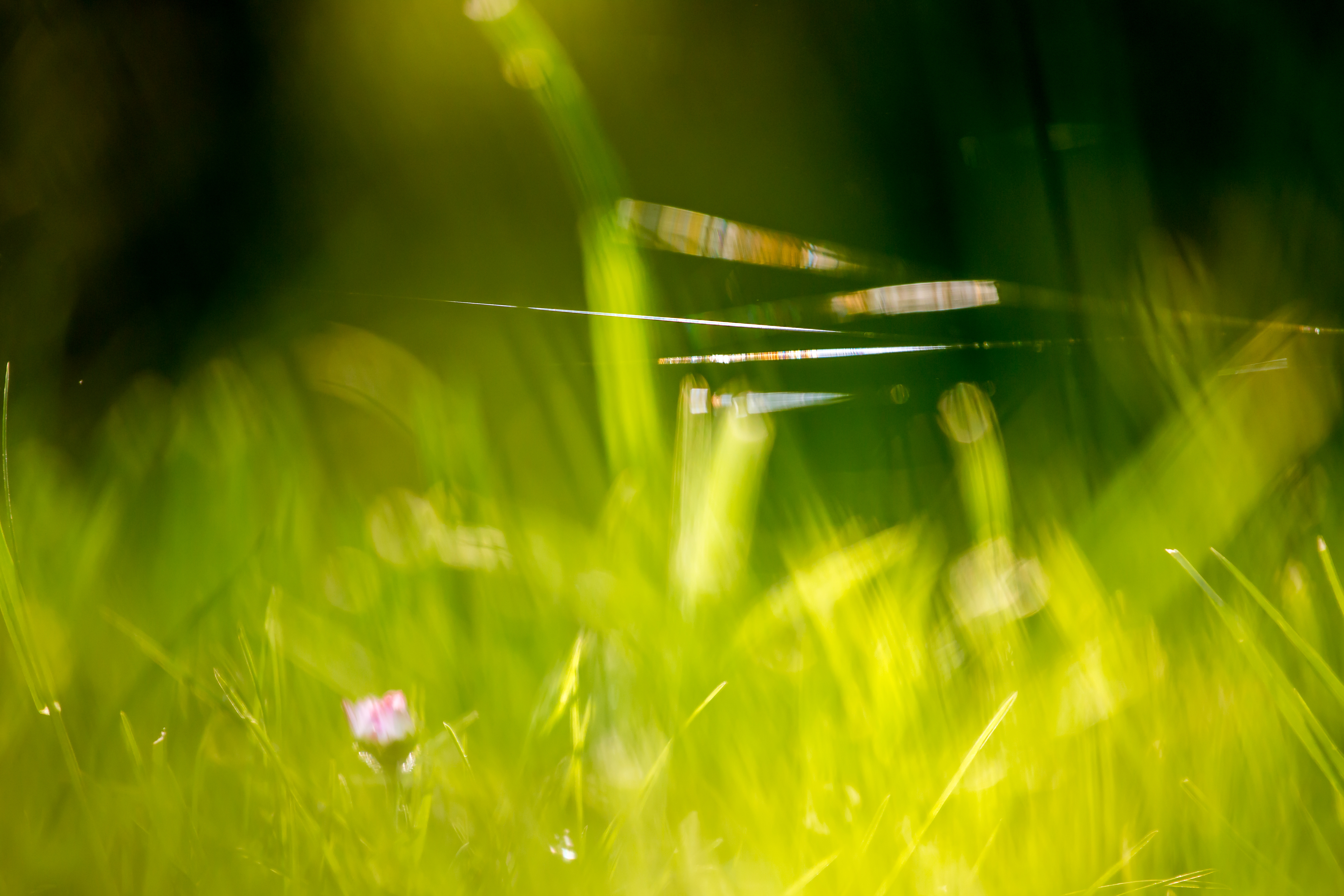 12 Beautiful Green Grass Field HD Wallpapers | OSXDaily