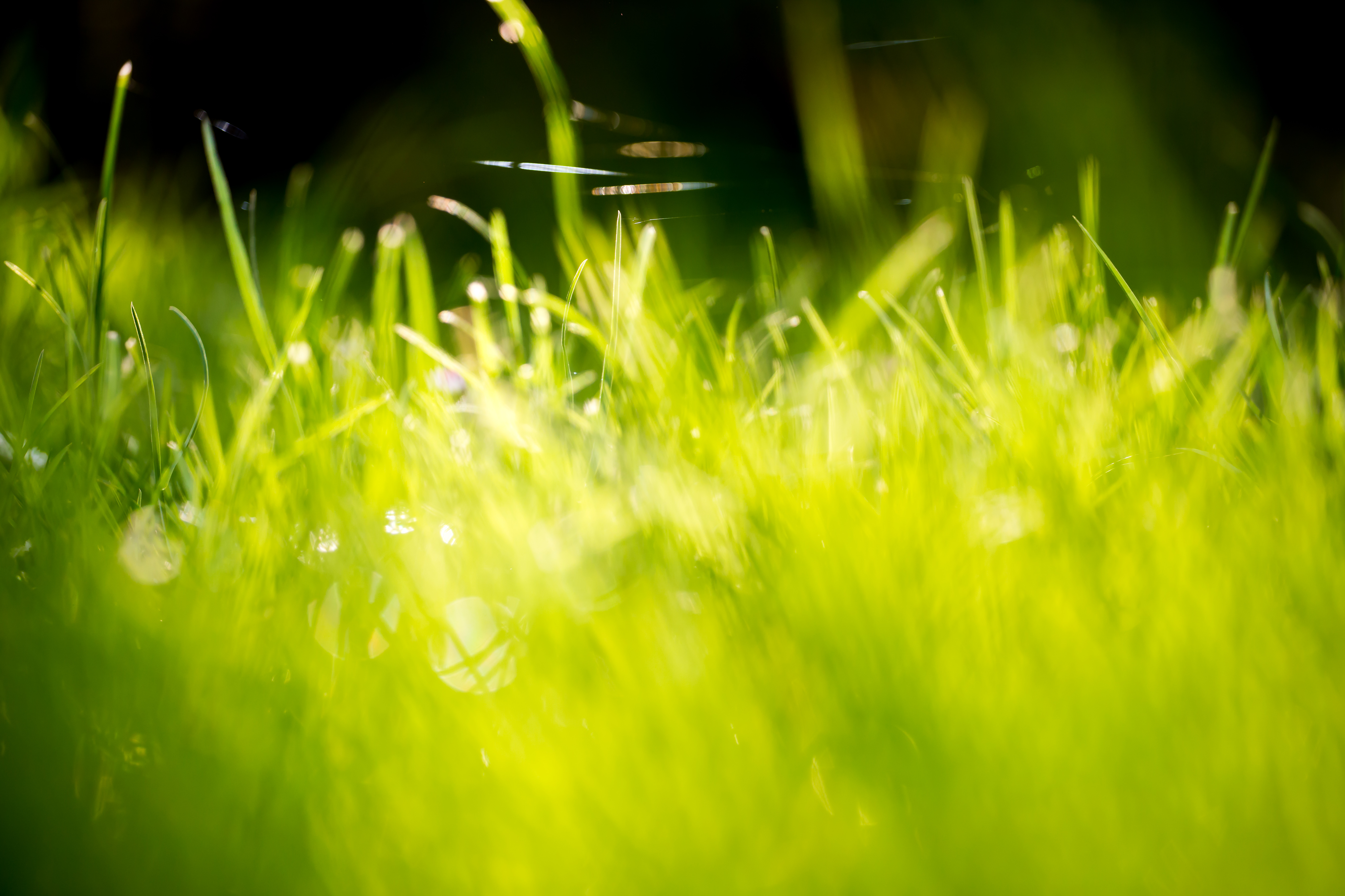 Grassy Area Background Pack