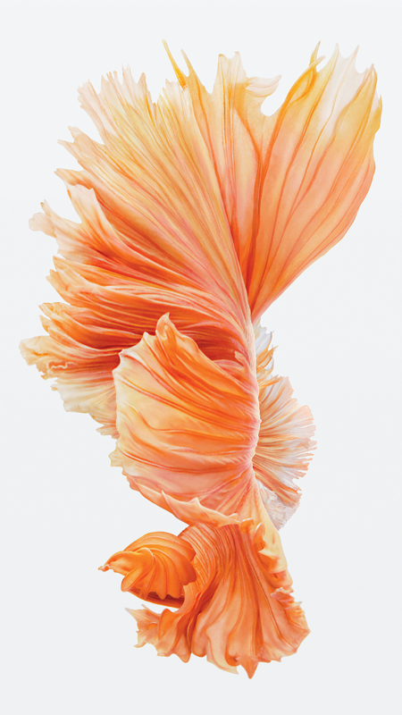 Get the Beautiful Live Wallpapers from iPhone 6s as Still Wallpapers |  OSXDaily