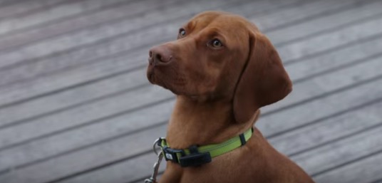 iPhone 6s commercial dog