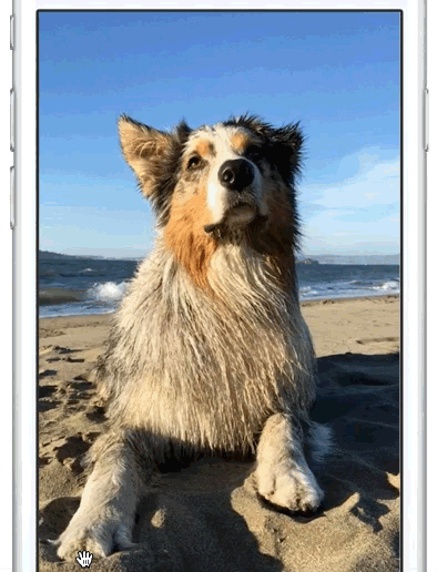 Live photo example of dog from Apple