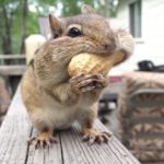 Chipmunk iPhone commercial