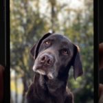 Portrait mode dog commercial for iPhone 7 Plus