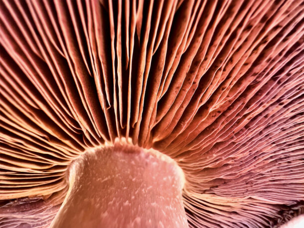 Apple mushroom macro photo