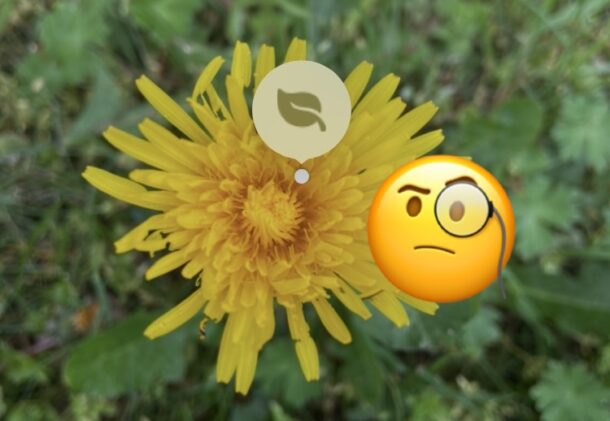 How to Identify Plants and Flowers with iPhone