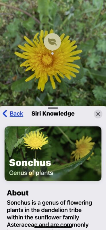 How to identify plants and flowers with iPhone